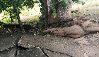 Imagen que contiene exterior, roca, pasto, árbol

Descripción generada automáticamente