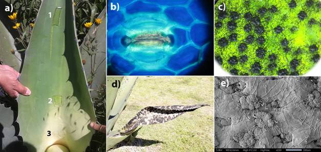Interfaz de usuario gráfica, Aplicación  Descripción generada automáticamente