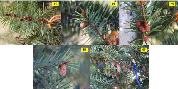 Imagen que contiene árbol, palma, flor  Descripción generada automáticamente