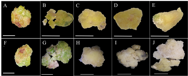 Imagen que contiene foto, diferente, montón, mostrar  Descripción generada automáticamente