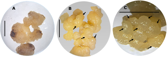 Un plato con comida  Descripción generada automáticamente