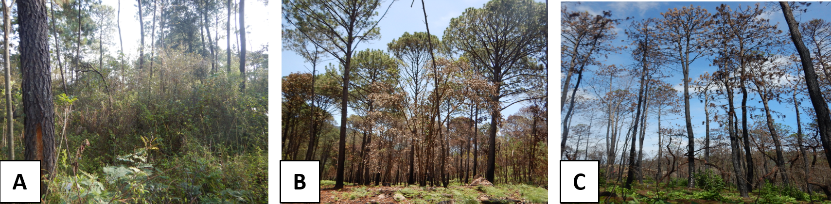 Una señal de alta al lado de un árbol



Descripción generada automáticamente con confianza media