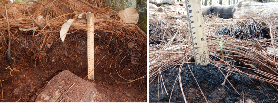 Imagen que contiene exterior, pasto, heno, foto



Descripción generada automáticamente