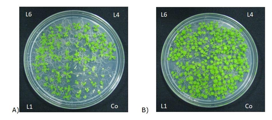 Interfaz de usuario gráfica



Descripción generada automáticamente