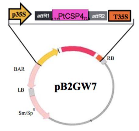 Diagrama



Descripción generada automáticamente