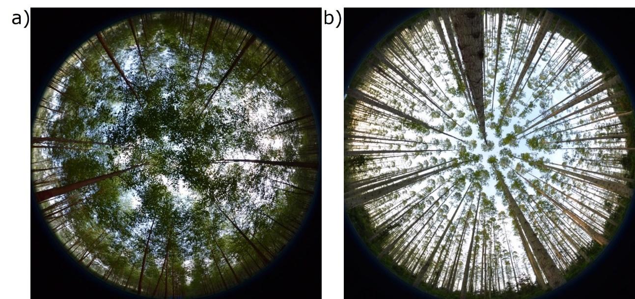 E:\INIFAP_3733\Adrian_hernandez\COLABORACION\2020\ARTICULOS\IAF_EUCALYPTUS\REVISTA_INIFAP\FIGURA_1\FIGURA 2.jpg