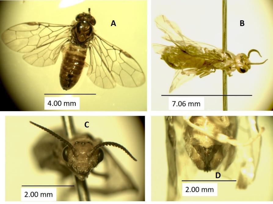 Imagen que contiene animal, foto, gato, diferente



Descripción generada automáticamente
