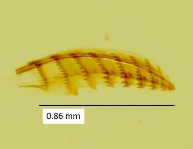 Imagen que contiene pájaro



Descripción generada automáticamente