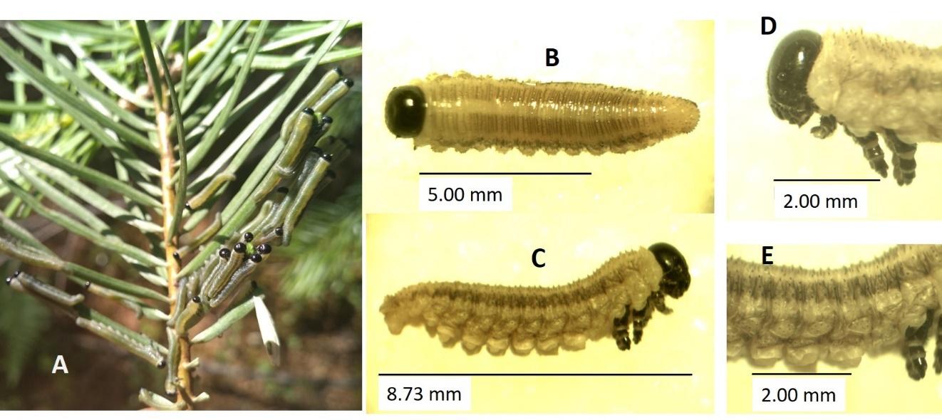 Diagrama



Descripción generada automáticamente